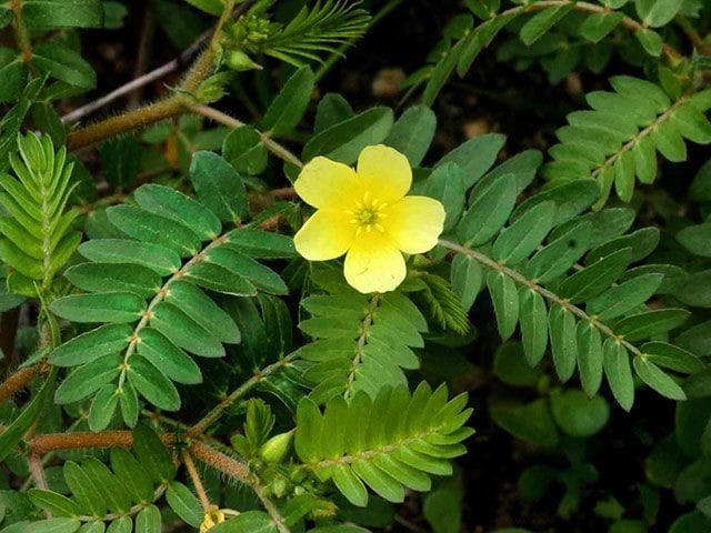 Tribulus Terrestris (Gokhru)
